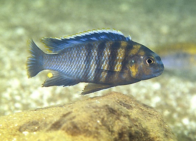 Tropheops tropheops 'Crocodile Rocks'